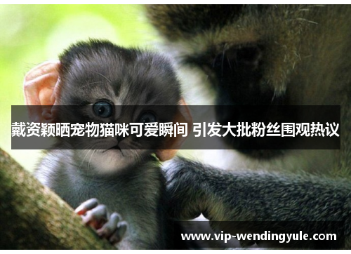 戴资颖晒宠物猫咪可爱瞬间 引发大批粉丝围观热议 戴资颖晒宠物猫咪可爱瞬间 引发大批粉丝围观热议